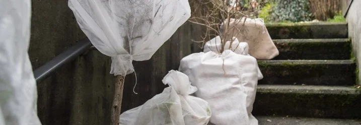 Eingepackte Pflanzen auf einer Treppe